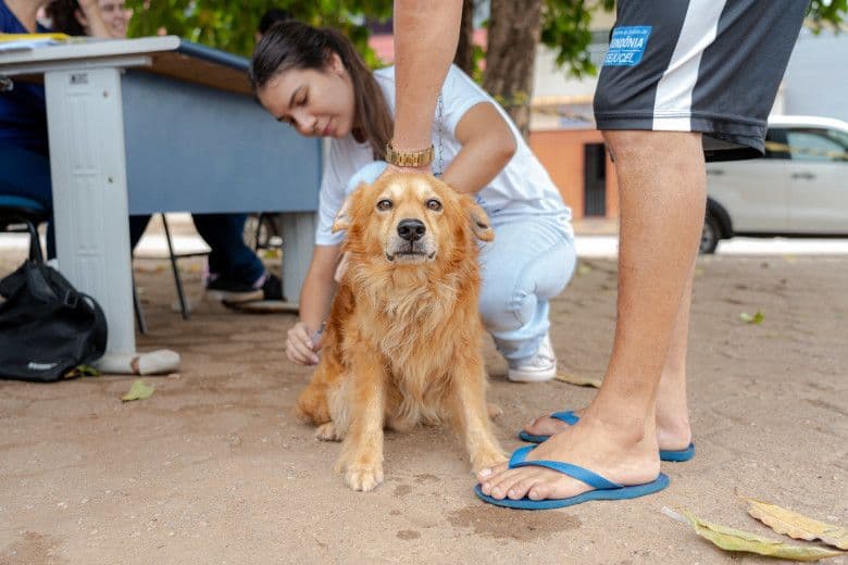 Cão durante ação de vacinação antirrábica promovida pela Prefeitura de Porto Velho.